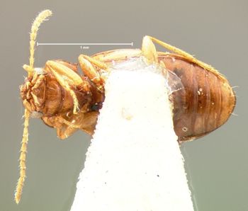 Media type: image;   Entomology 5584 Aspect: habitus ventral view